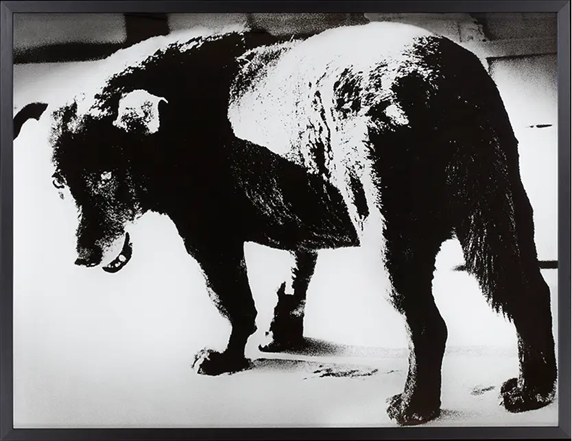 《三沢の犬》1971年