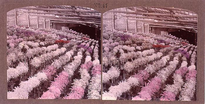 作品画像:菊(No.42)