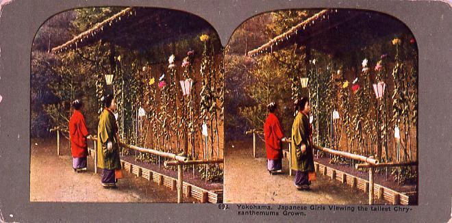 作品画像:Yokohama.Japanese Girls Viewing the tallest Chrysanthemuns Grown.693