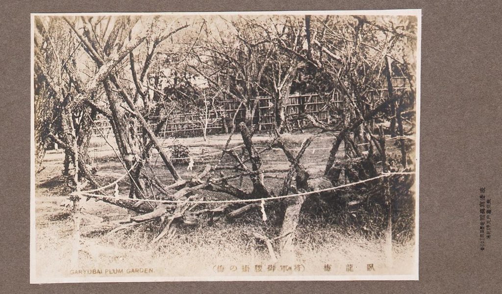 作品画像:臥龍梅(将軍御腰掛の梅)