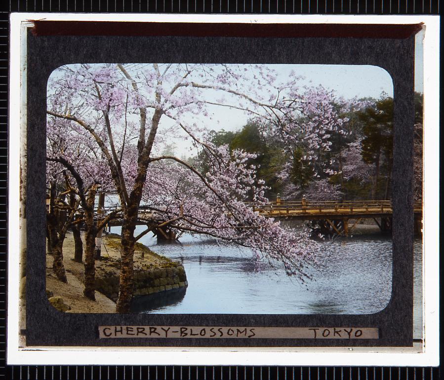 作品画像:東京 桜(幻燈原板)