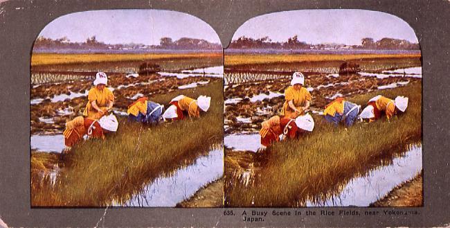 作品画像:A Busy Scene in the Rice Fields,near Yokohama,Japan.635