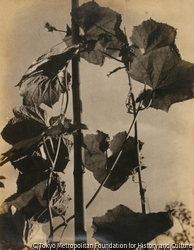 作品画像:(植物)