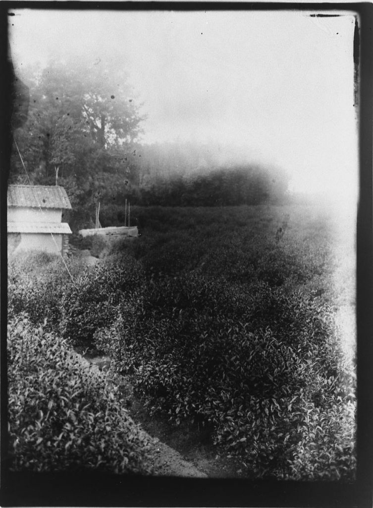 作品画像:茶畑
