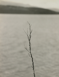 作品画像:(枝のある風景)