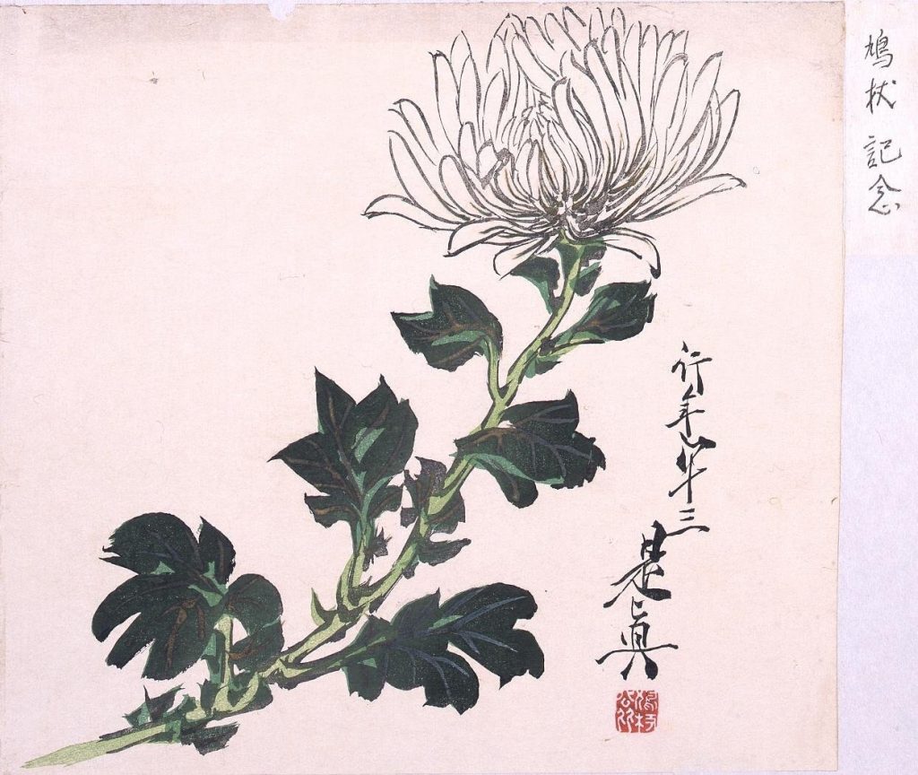 作品画像:多色刷 白菊(鳩杖紀念)
