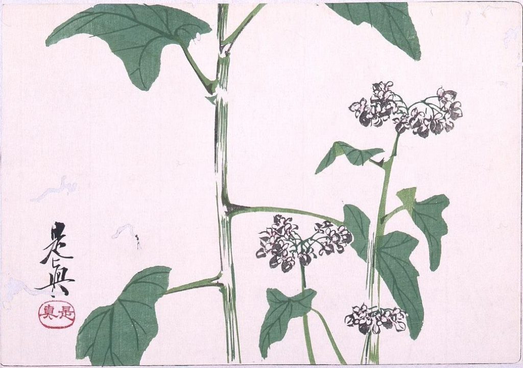 作品画像:多色刷版 蕎麦の花