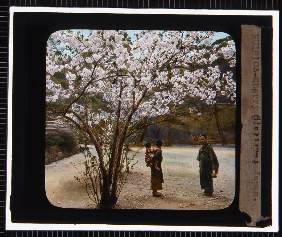 作品画像:桜(幻燈原板)
