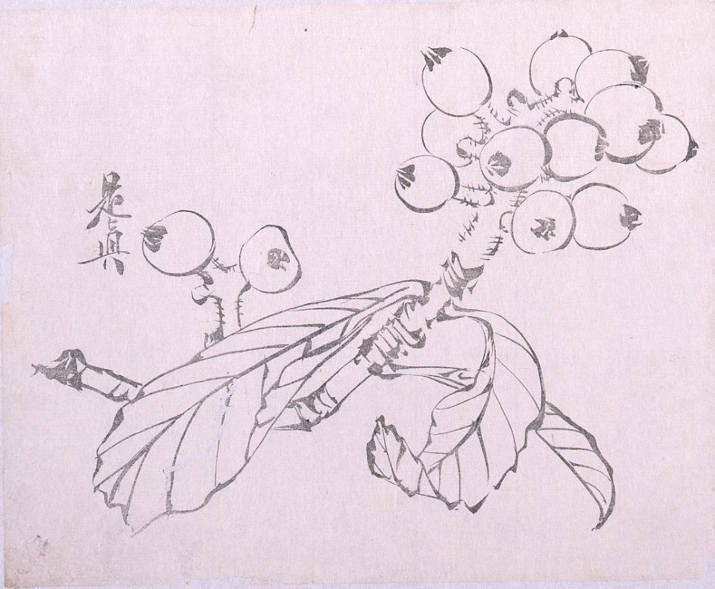 作品画像:墨版 枇杷