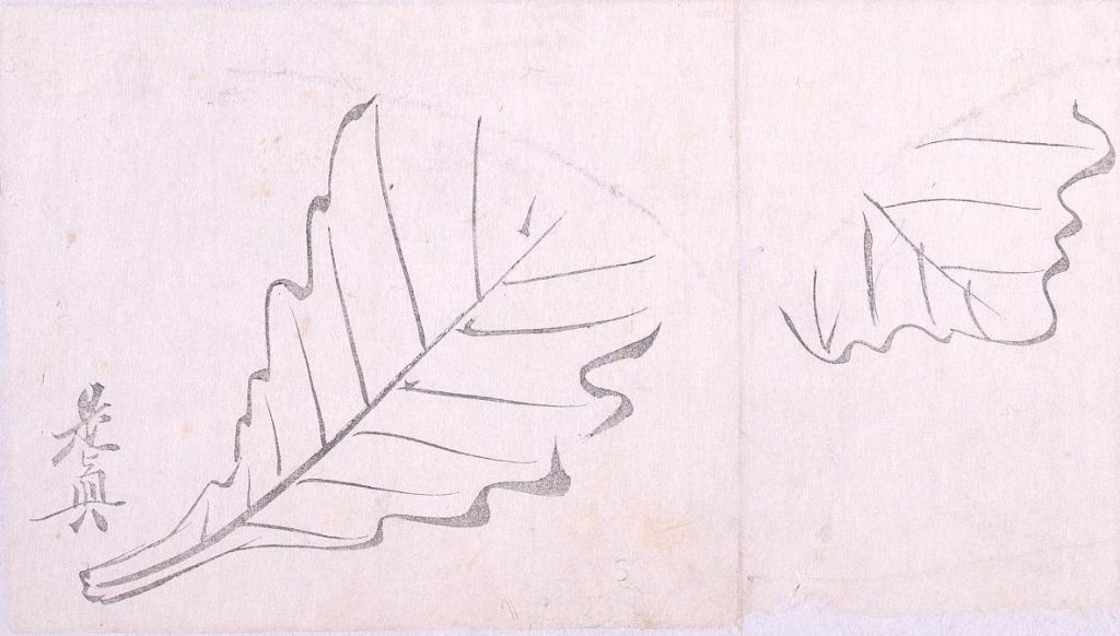 作品画像:墨版 柏葉