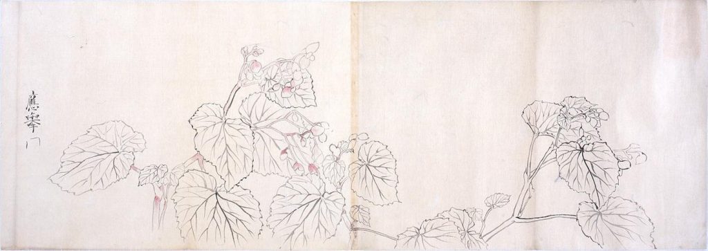 作品画像:粉本 応挙写 秋海棠