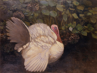 作品画像:七面鳥