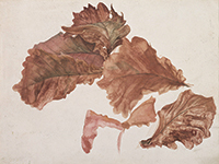 作品画像:柏の葉