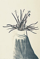 作品画像:鉢植えの水仙
