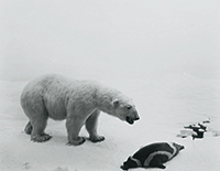 作品画像:Polar Bear