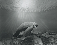 作品画像:Manatee