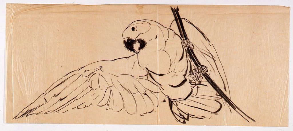 作品画像:下絵 鸚鵡