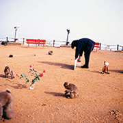 作品画像:贈り物:猿のための展覧会