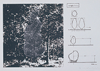 作品画像:Cut off plan (The Tree)