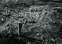 作品画像:留地