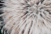 作品画像:HANABI fire works