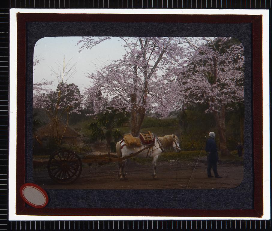 作品画像:桜と荷馬車(幻燈原板)