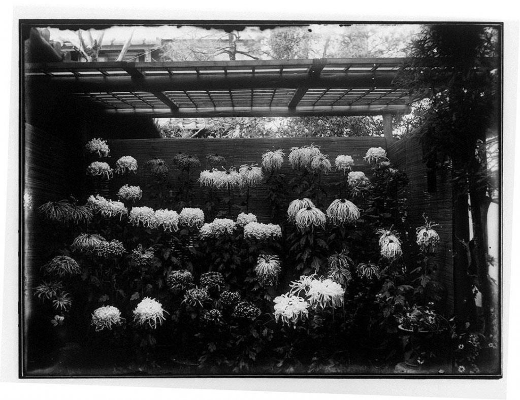 作品画像:菊花