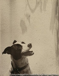作品画像:(犬)