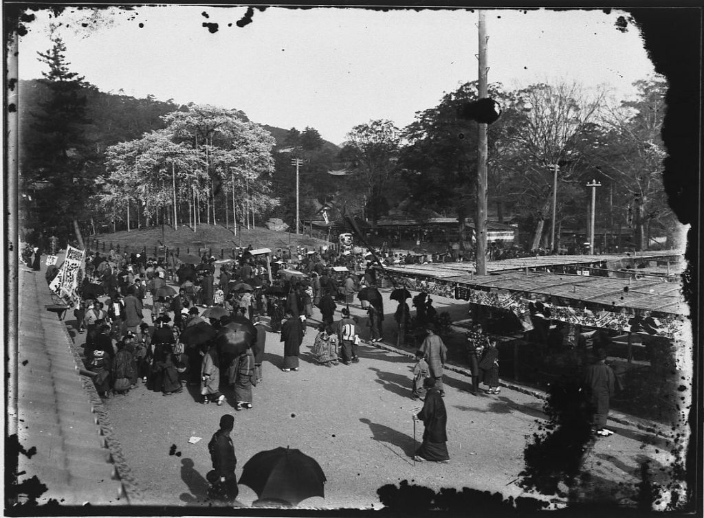 作品画像:円山公園しだれ桜花見風景