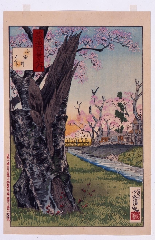 作品画像:武蔵百景之内 小金井さくら