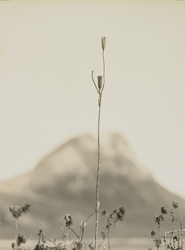 作品画像:草の実