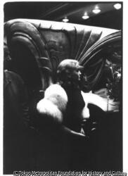 Movie Premiere, Hollywood