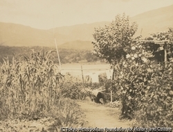 作品画像:夏