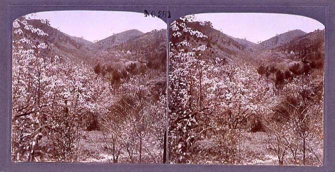 作品画像:満州の桜桃(ゆずらうめ)(No.281)