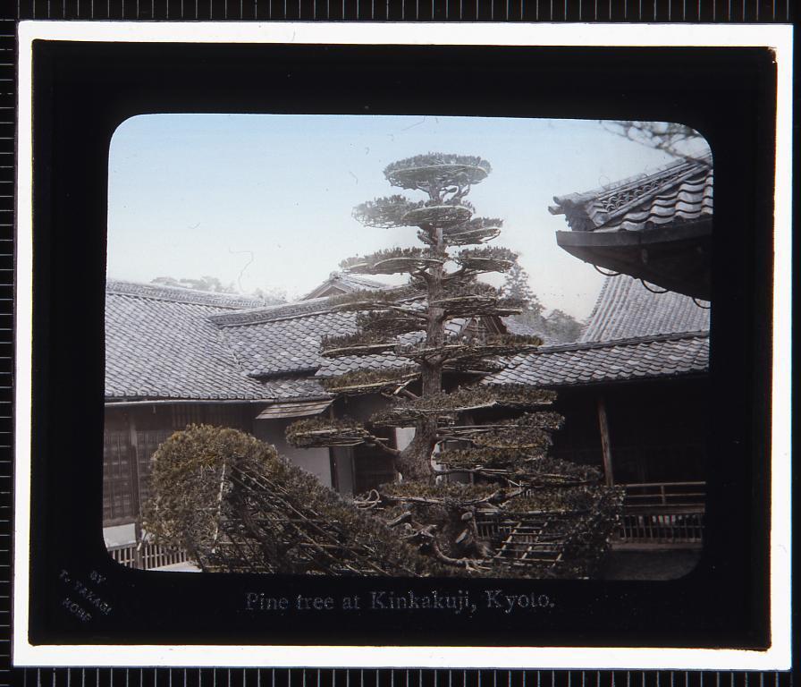作品画像:京都 金閣寺陸船松(幻灯原板)