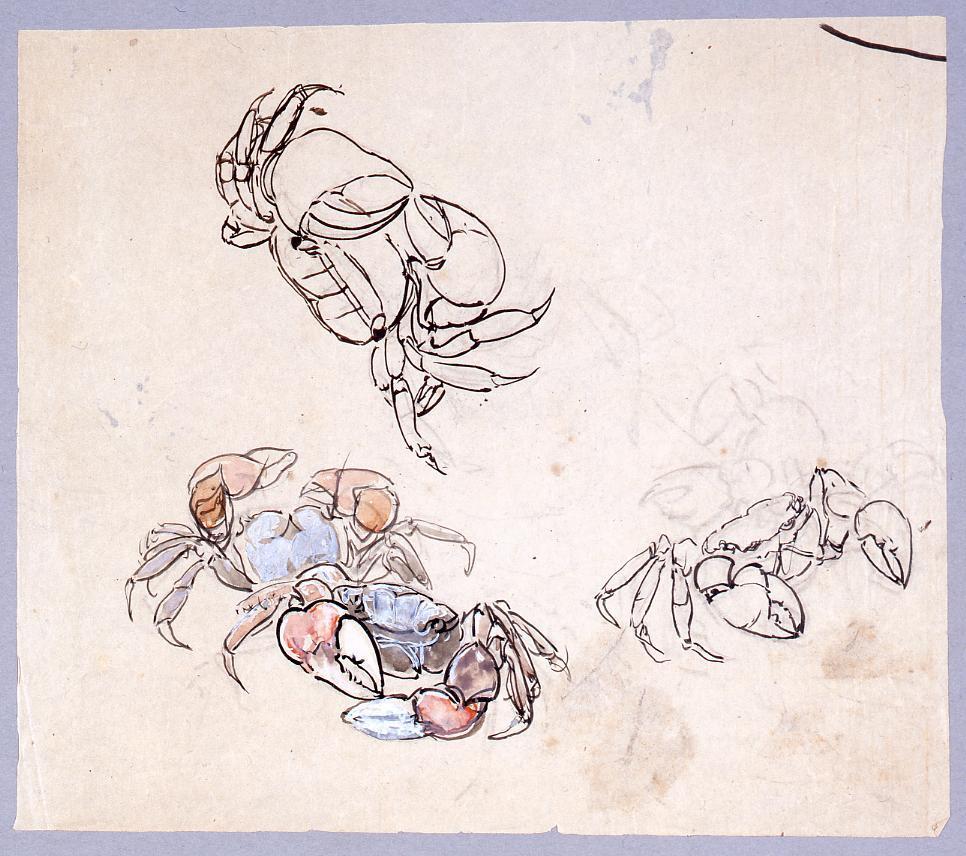 作品画像:下絵 蟹