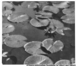 作品画像:東京小石川植物園