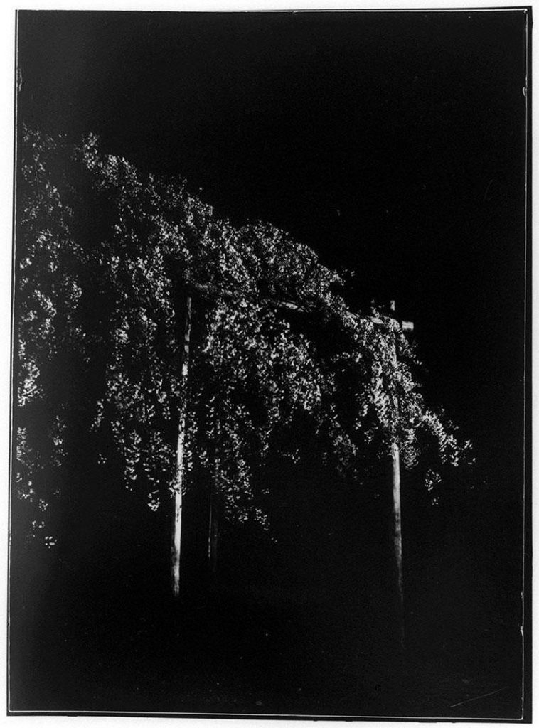 作品画像:円山公園しだれ桜夜景