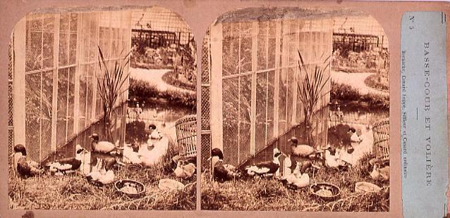 作品画像:外国製ステレオ写真 Bernache Canard huppe,Siffleur et Canard ordinaire. No.5