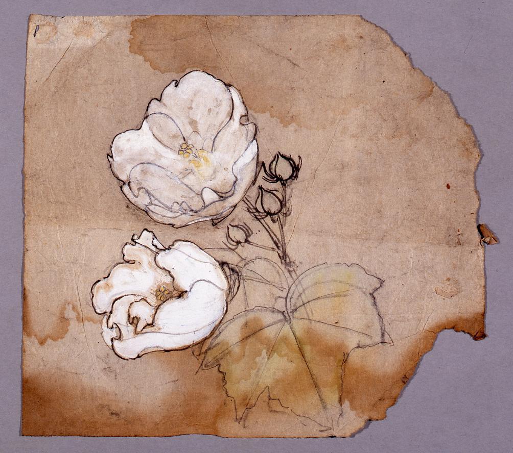 作品画像:下絵 芙蓉