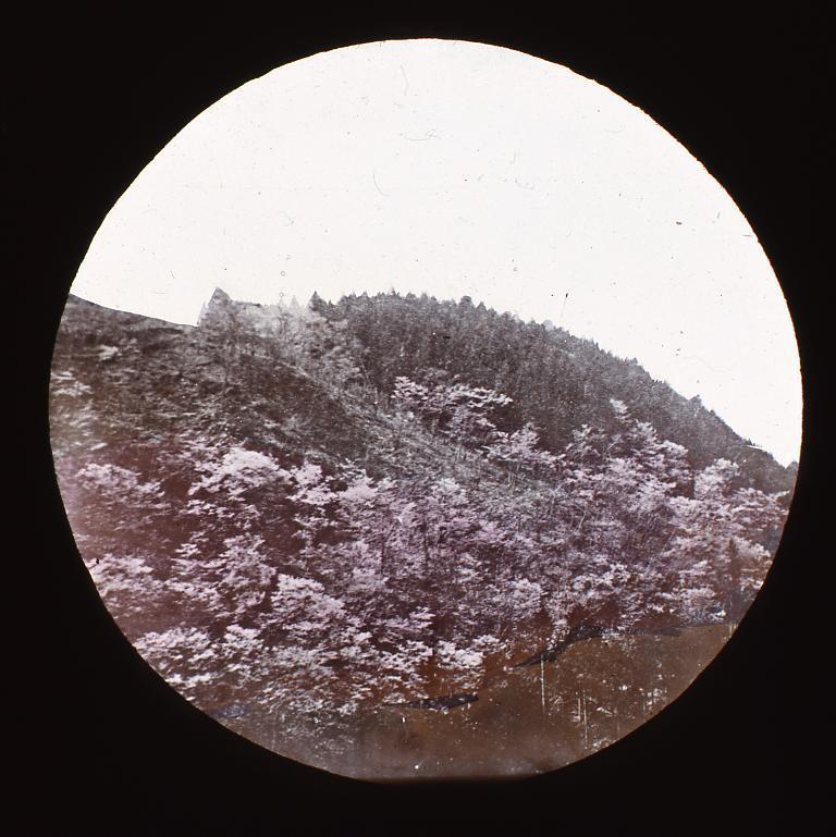 作品画像:名所 吉野 子本 桜