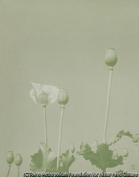 作品画像:けし
