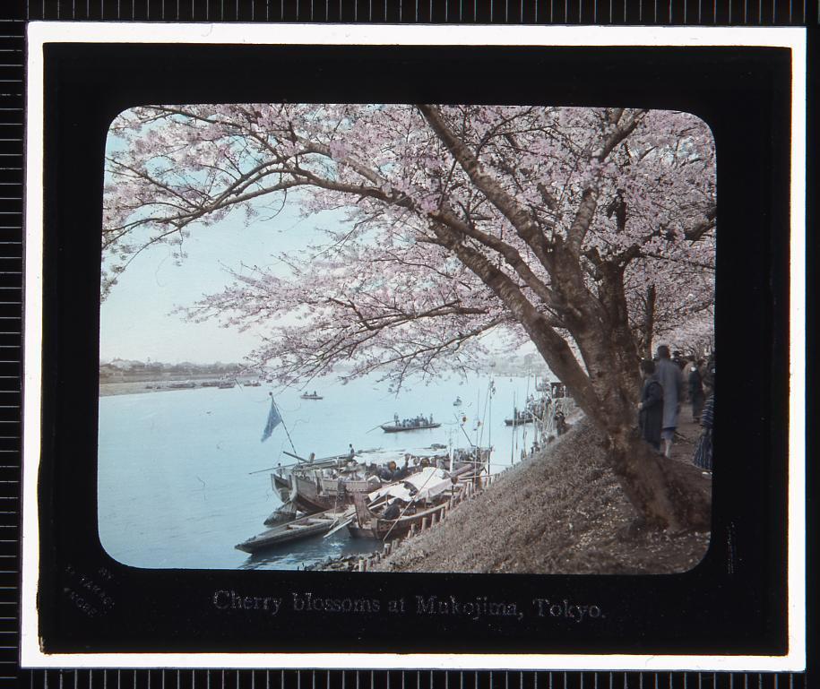作品画像:東京 向島の桜(幻灯原板)