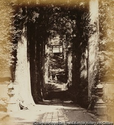 作品画像:並木道、高さ120フィート、箱根の寺