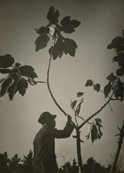 作品画像:(植物と人)