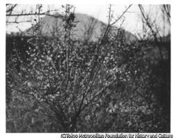 作品画像:(梅の花)