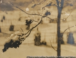 作品画像:雪化粧
