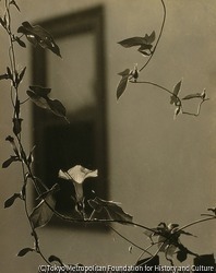 作品画像:(一輪の花と窓)