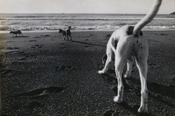 作品画像:犬
