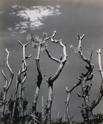 作品画像:立木